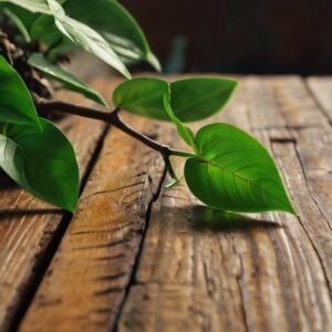 Aceite Esencial de Ravensara