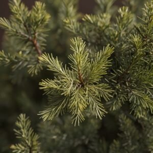 Aceite Esencial de Madera de Cedro