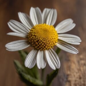 Aceite Esencial de Manzanilla diluida